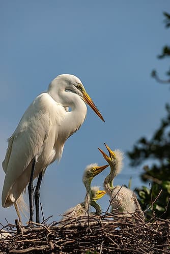 USA-Florida-Anastasia Island Great egret and chicks on nest Art Print
